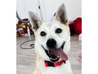 Adopt DANNY (S KOREA) hz a White Jindo dog in Langley, BC (37030277)