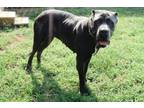 Adopt Clover a Cane Corso