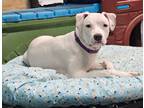 Adopt Delicatessan a American Staffordshire Terrier, Pit Bull Terrier