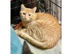 Adopt Gingerman a Domestic Short Hair, American Shorthair