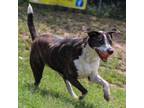 Adopt Brindle a Catahoula Leopard Dog, Labrador Retriever