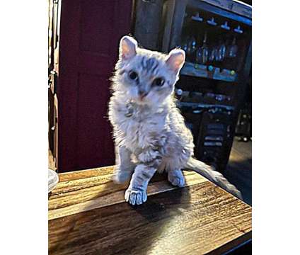 Gorgeous Highlander kitten is a Female Kitten For Sale in Mechanicsburg PA