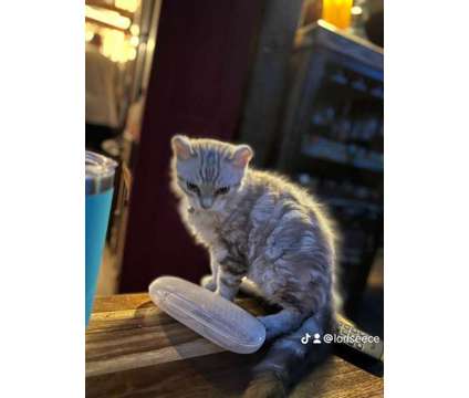 Gorgeous Highlander kitten is a Female Kitten For Sale in Mechanicsburg PA