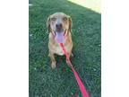 Adopt Baloo a Red/Golden/Orange/Chestnut - with White Labrador Retriever / Hound