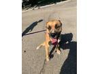 Adopt Shaggy a Tan/Yellow/Fawn German Shepherd Dog / American Pit Bull Terrier /