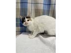 Adopt Cinnamon Toast Crunch a Calico or Dilute Calico Calico / Mixed (short