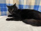Adopt Boston a All Black Domestic Shorthair / Mixed (short coat) cat in