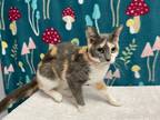 Adopt Casita a Calico or Dilute Calico Domestic Shorthair / Mixed (short coat)