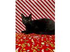 Adopt Blink a All Black Domestic Shorthair / Mixed (short coat) cat in