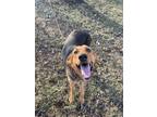 Adopt Blanford a Hound (Unknown Type) / Mixed dog in Hillsdale, IN (37021823)