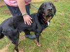 Adopt Bambino a Black - with Brown, Red, Golden, Orange or Chestnut German