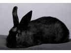 Adopt Smila a Other/Unknown / Mixed (short coat) rabbit in Pflugerville