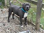 Adopt Lucky Loki a Gray/Silver/Salt & Pepper - with White American Staffordshire