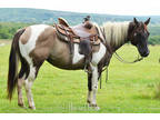 Good Looking Grulla Tobiano Registered Paint Gelding - Gentle & Safe Trail