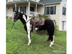 Beautiful Black & White Spotted Missouri Fox Trotter Gelding - Gentle & Safe