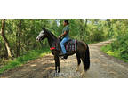 Beautiful Loud Colored Black Roan Tennessee Walker Trail Riding Mare