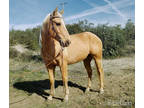 Gentle golden beauty with silky, platinum mane and tail Athletic and sane