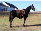 Beautiful Jet Black Tennessee Walker Trail Riding Gelding