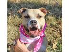 Adopt Bitsy a American Staffordshire Terrier