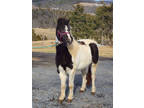 Check Out This Well Bred Mare