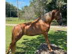  [url removed] REGISTERED TWH SORREL MARE