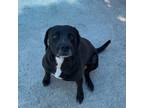 Adopt Nighty A Black Labrador Retriever / Mixed Dog In St. Thomas, VI (36970103)