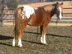 Online Auction - [url removed] - Incredible One-Of-A-Kind Appaloosa Pony - Trail