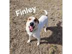 Adopt Finley a Anatolian Shepherd, Hound