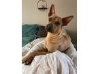 Adopt Stealer a Tan/Yellow/Fawn Australian Kelpie / Mixed dog in Niagara Falls