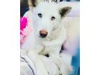 Adopt Princess Snow White a White Siberian Husky / German Shepherd Dog / Mixed