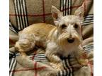 Adopt Meadow - Pending! a Scottish Terrier