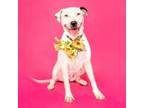 Adopt Sweety a Labrador Retriever, American Staffordshire Terrier