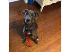Adopt Stella a Whippet, Mixed Breed