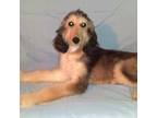 Afghan Hound Puppy for sale in Clovis, NM, USA