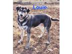 Adopt Louie a Hound, Anatolian Shepherd