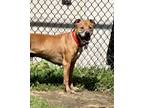 Adopt Jack a American Staffordshire Terrier, Rhodesian Ridgeback