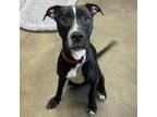 Adopt CYBER a American Staffordshire Terrier