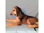 Afghan Hound Puppy for sale in Clovis, NM, USA