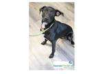 Adopt Pickle a Mixed Breed