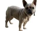 French Bulldog Puppy for sale in Littleton, CO, USA