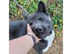 Adopt Chakra a Black - with White Akita / Mixed dog in Chesapeake, VA (35793961)