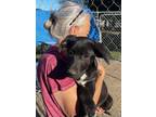 Adopt Little Girl a Black Labrador Retriever / Mixed Breed (Medium) / Mixed dog