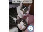 Adopt Petey & Declan a Brown Tabby Domestic Shorthair (short coat) cat in