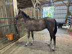 Flashy bay roan colt with 4 white socks