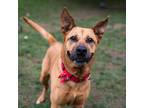 Adopt Joyful Jamie a Tan/Yellow/Fawn Shepherd (Unknown Type) dog in Brewster