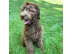 Australian Labradoodle Puppy for sale in Prichard, WV, USA