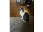 Adopt Misty a Black & White or Tuxedo Snowshoe / Mixed (short coat) cat in