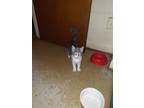 Adopt C-C a Gray or Blue American Shorthair / Mixed (short coat) cat in