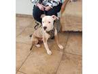 Adopt Cary A Tan/Yellow/Fawn - With White Pit Bull Terrier / Mixed Dog In