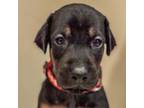 Doberman Pinscher Puppy for sale in Vermilion, OH, USA